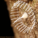 Illustration for article titled The Most Amazing Science Images of 2013